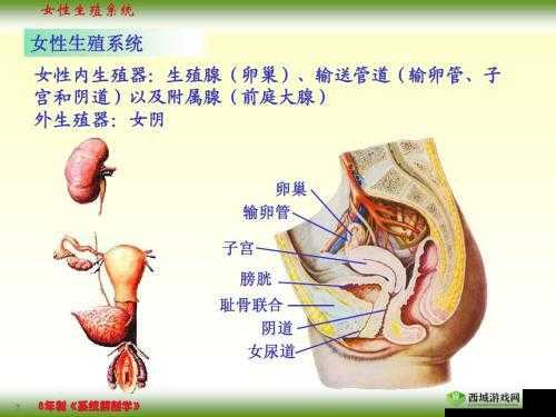 女人ASS人体下部 PIC:探索女性身体的奥秘
